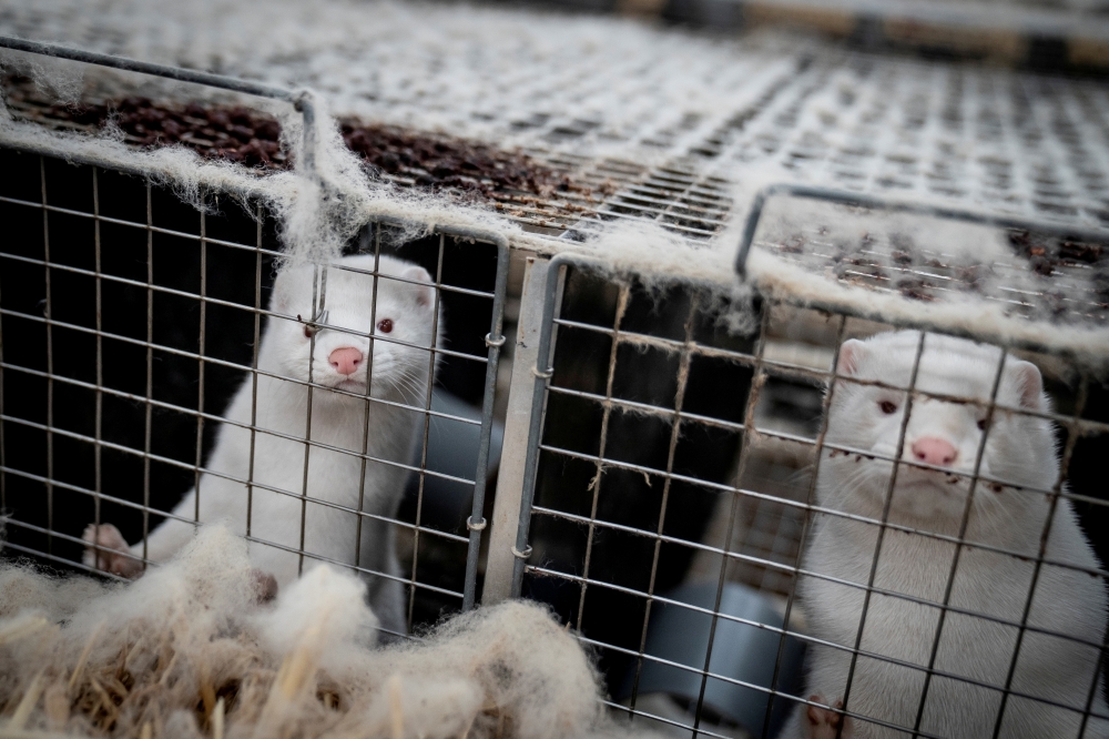 FILE PHOTO: Mink are seen at the farm of Henrik Nordgaard Hansen and Ann-Mona Kulsoe Larsen near Naestved, Denmark, November 6, 2020. Ritzau Scanpix/Mads Claus Rasmussen