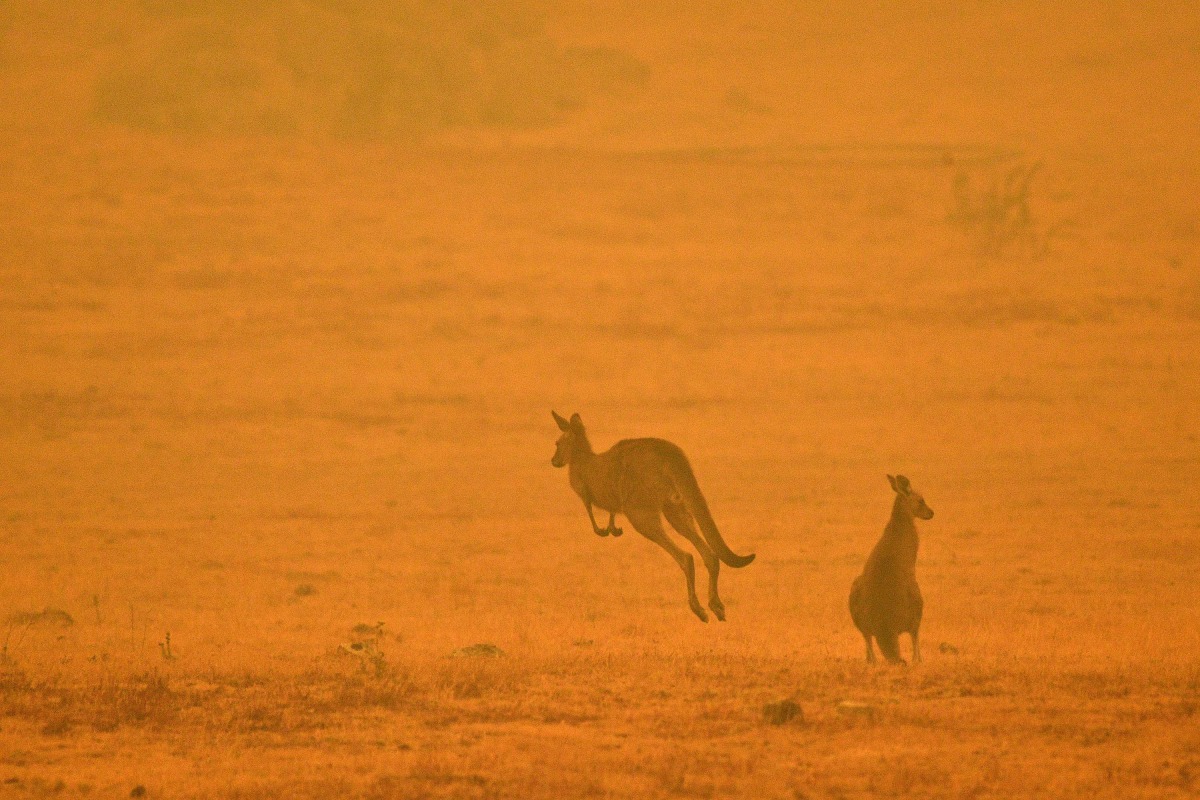 A kangaroo jumps in a field amidst smoke from a bushfire in Snowy Valley on the outskirts of Cooma on January 4, 2020. AFP / SAEED KHAN
