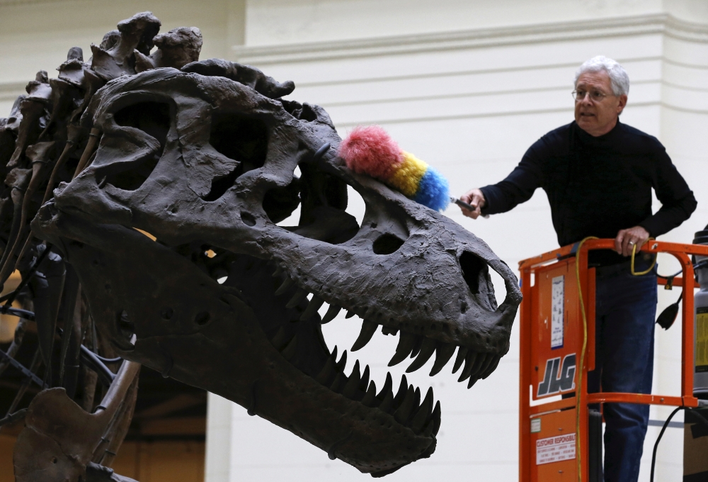 File photo: Geologist Bill Simpson uses a feather duster to clean the Tyrannosaurus rex fossil known as 