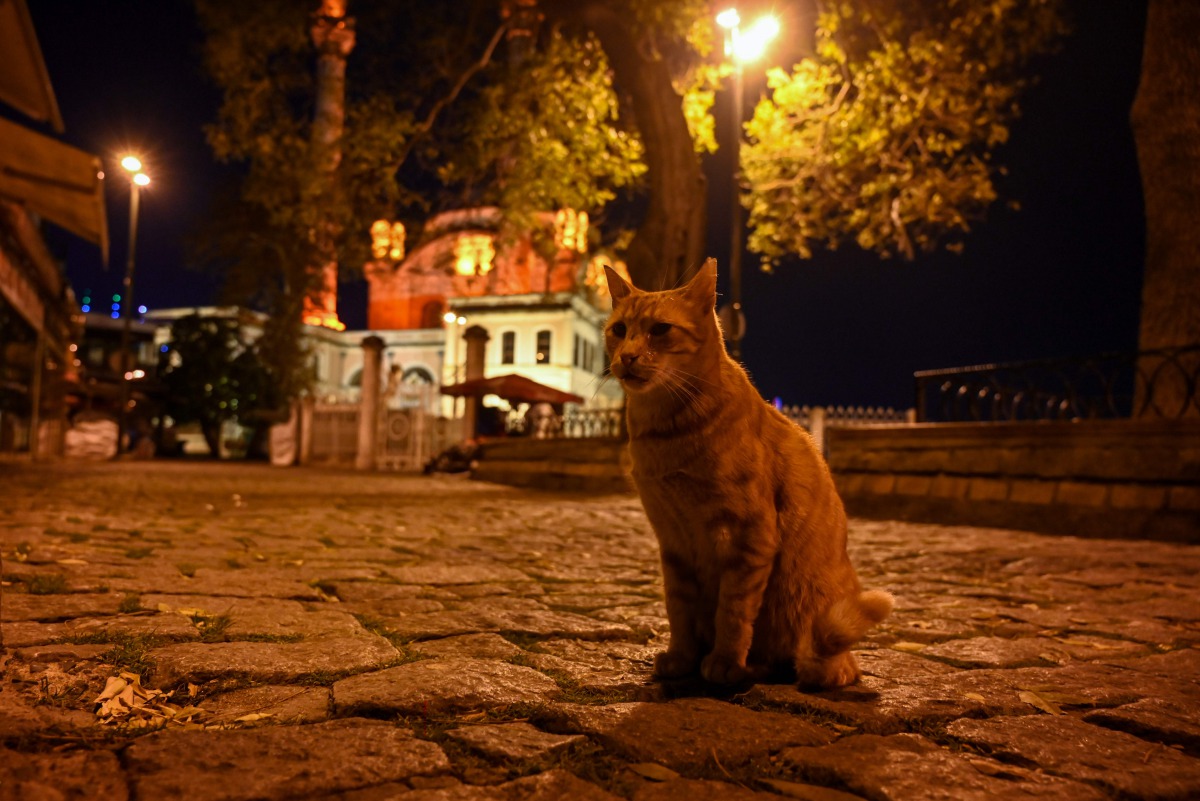 A stray cat sits on the deserted Ortakoy square during a night-time curfew aimed at curbing the spread of the Covid-19 pandemic caused by the novel coronavirus, in Istanbul, on November 28, 2020. A partial curfew from 8pm to 10am started in Turkey on Nove