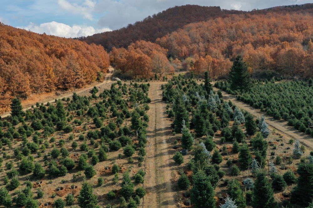 View of fir trees, grown to be sold as Christmas trees, at a farm in the village of Taxiarchis, in the region of Chalkidiki, Greece, November 29, 2020. Reuters/Alexandros Avramidis