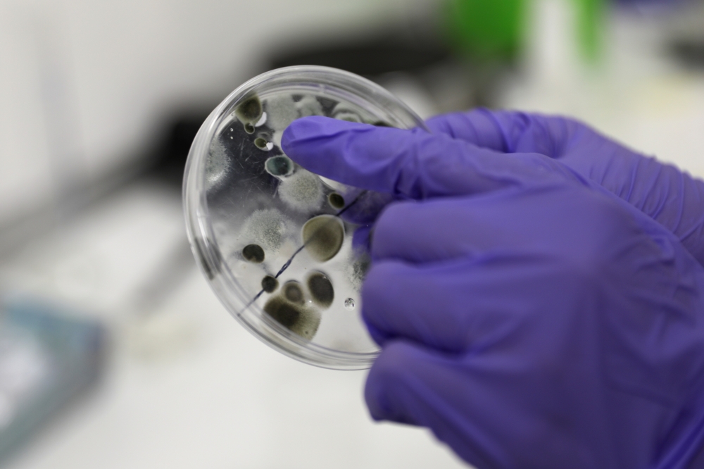 Employee at Science4you factory shows the result of an experiment of the Antivirus Lab science toy, in Lisbon, Portugal, December 2, 2020. Picture taken December 2, 2020. REUTERS/Pedro Nunes