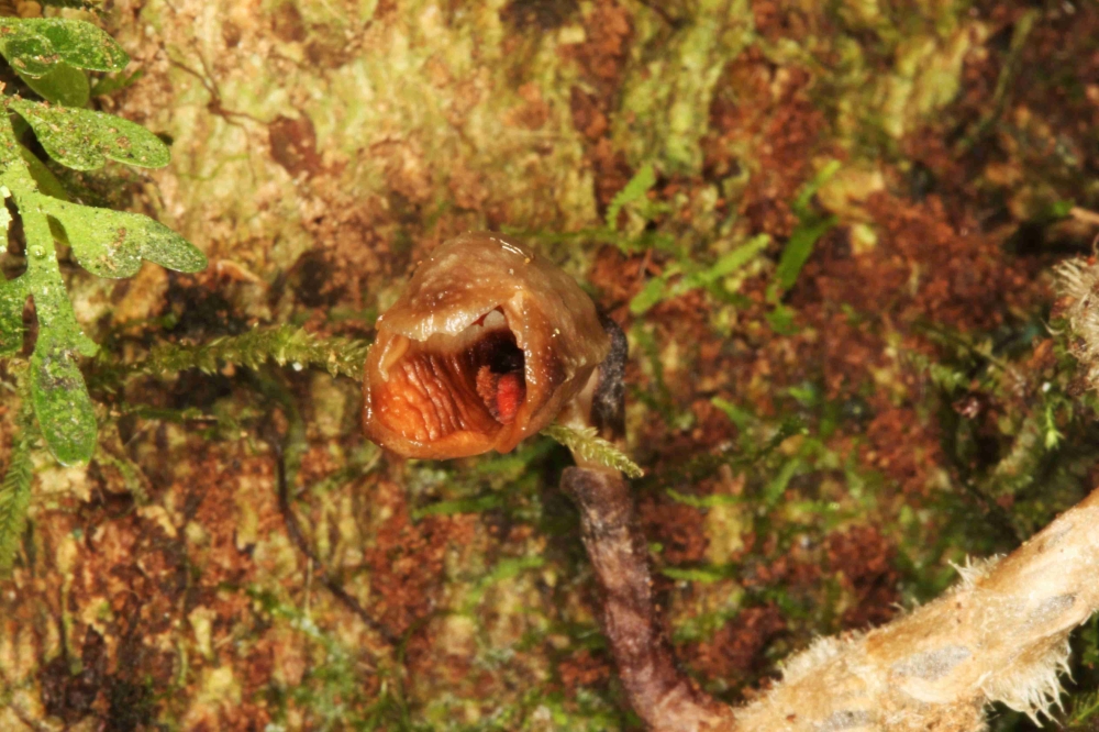 An orchid (Gastrodia agnicellus) is seen in this handout photo taken in Madagascar on September 20, 2019. Rick Burian/Handout via Reuters