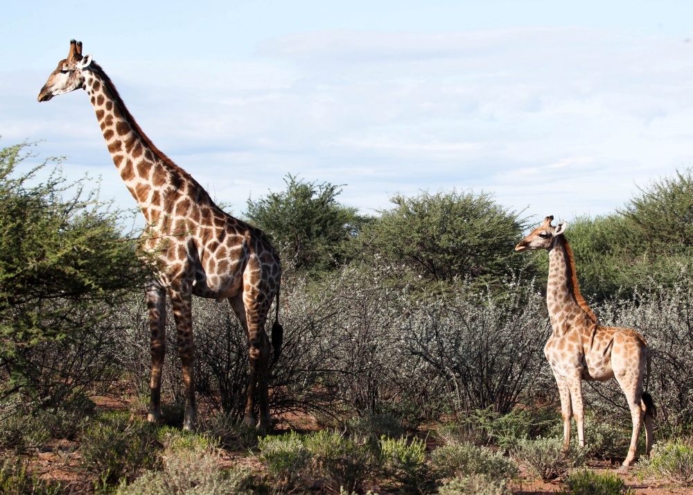 A dwarf giraffe named ‘Nigel’, born in 2014, stands with an adult male giraffe at an undisclosed location in Namibia, March 26, 2018. Picture taken March 26, 2018. Emma Wells/Giraffe Conservation Foundation/Handout via REUTERS 