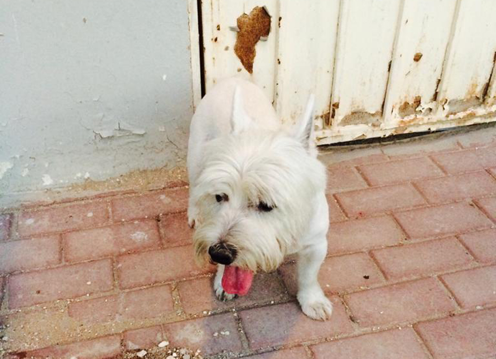 File photo of a lost dog found in Al Hilal area. Qassim Rahmatullah © The Peninsula