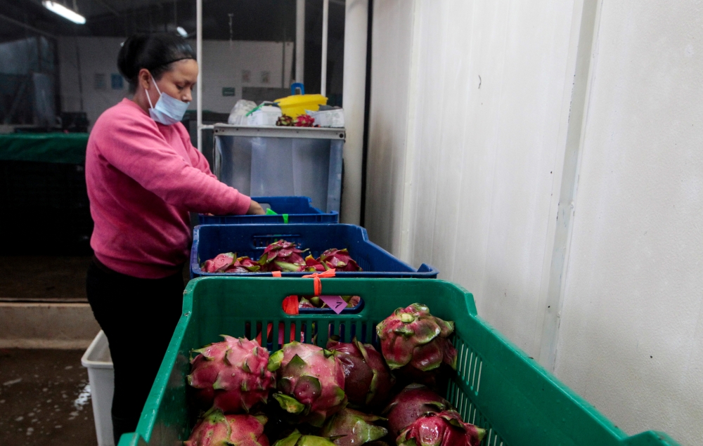 File photo: A woman sorts and packs dragon fruit. Reuters/Oswaldo Rivas/File Photo