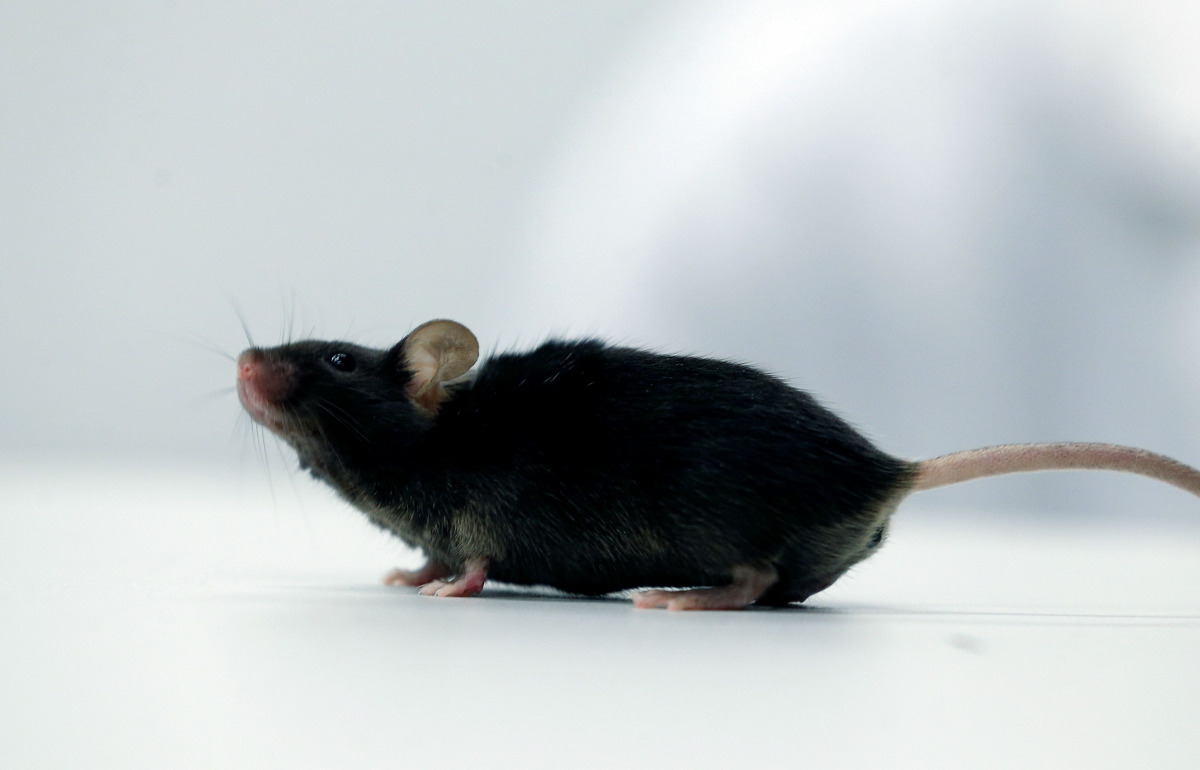 A mouse which recovered from paralysis is seen in a lab at Ruhr University, where scientists discovered a way to restore the ability to walk in mice that had been paralysed after a complete spinal cord injury, in Bochum, Germany, January 21, 2021. REUTERS