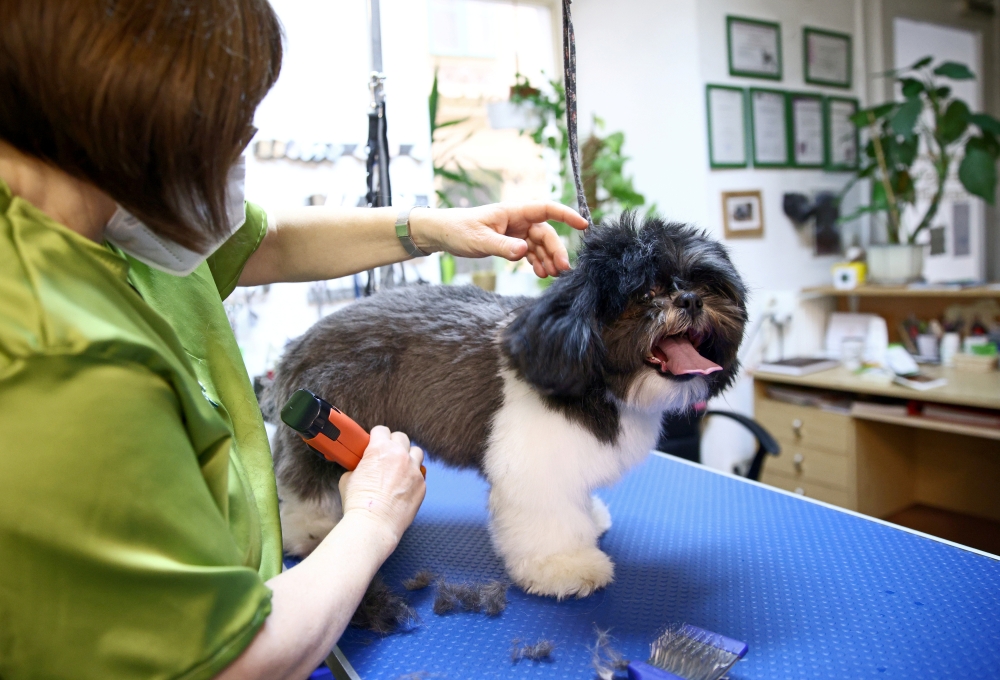 Shih Tzu dog Leo receives a trim by a dog groomer after third national lockdown was loosened during the coronavirus disease (COVID-19) pandemic in Vienna, Austria February 9, 2021. Picture taken February 9, 2021. REUTERS/Lisi Niesner