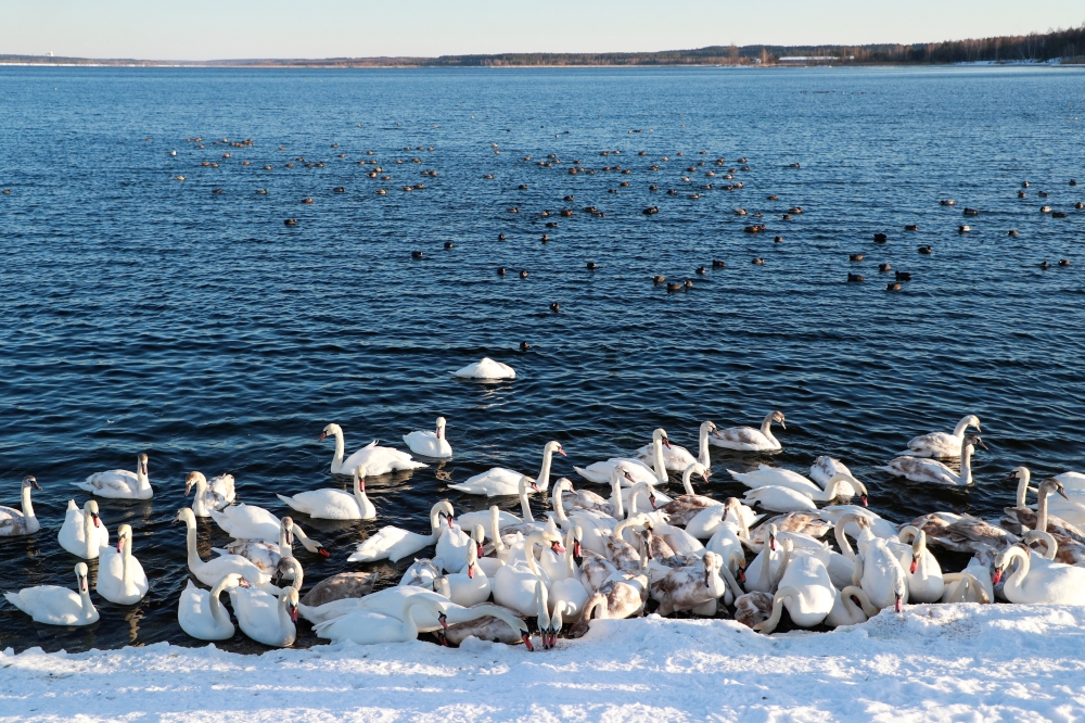 Birds, including swans, swim in a water reservoir of the Khmelnytskyi Nuclear Power Plant (KhNPP) near the town of Ostroh, Ukraine February 16, 2021. The reservoir, which turned into a local tourist spot, attracts dozens of swans every winter as it never 