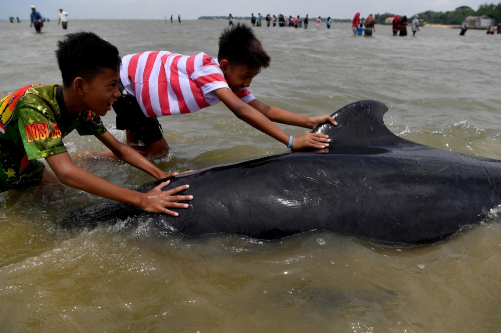 Youths push a short-finned pilot whale (Globicephala macrorhynchus), one of fifty-two which got stranded at a beach in Bangkalan near Surabaya, East Java province, Indonesia, February 19, 2021 in this photo taken by Antara Foto. Antara Foto/Zabur Karuru/ 