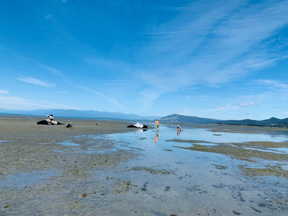 People cover beached whales with wet towels along the Farewell Spit on the South Island, New Zealand February 22, 2021. in this picture obtained from social media. Picture taken February 22, 2021. Marion Sutton/via REUTERS