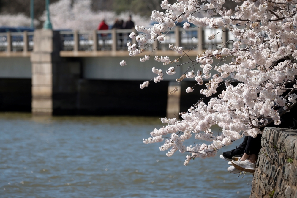 Visitors sit along a tidal wall while observing the annual cherry blossoms at the Tidal Basin near the National Mall in Washington, U.S., March 29, 2021. REUTERS/Tom Brenner