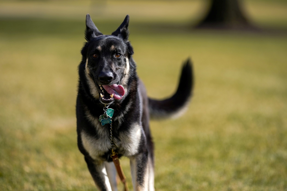 File photo: Major, one of the family dogs of US President Joe Biden and First Lady Jill Biden, explores the South Lawn after on his arrival from Delaware at the White House in Washington, U.S. January 24, 2021. Adam Schultz/White House/Handout via Reuters
