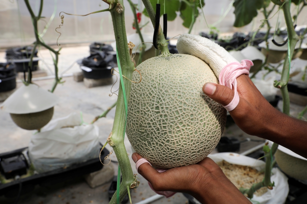 A farmer polishes a Japanese muskmelon with facial pads at Mono Farm in Putrajaya, Malaysia April 8, 2021. Picture taken April 8, 2021. REUTERS/Lim Huey Teng