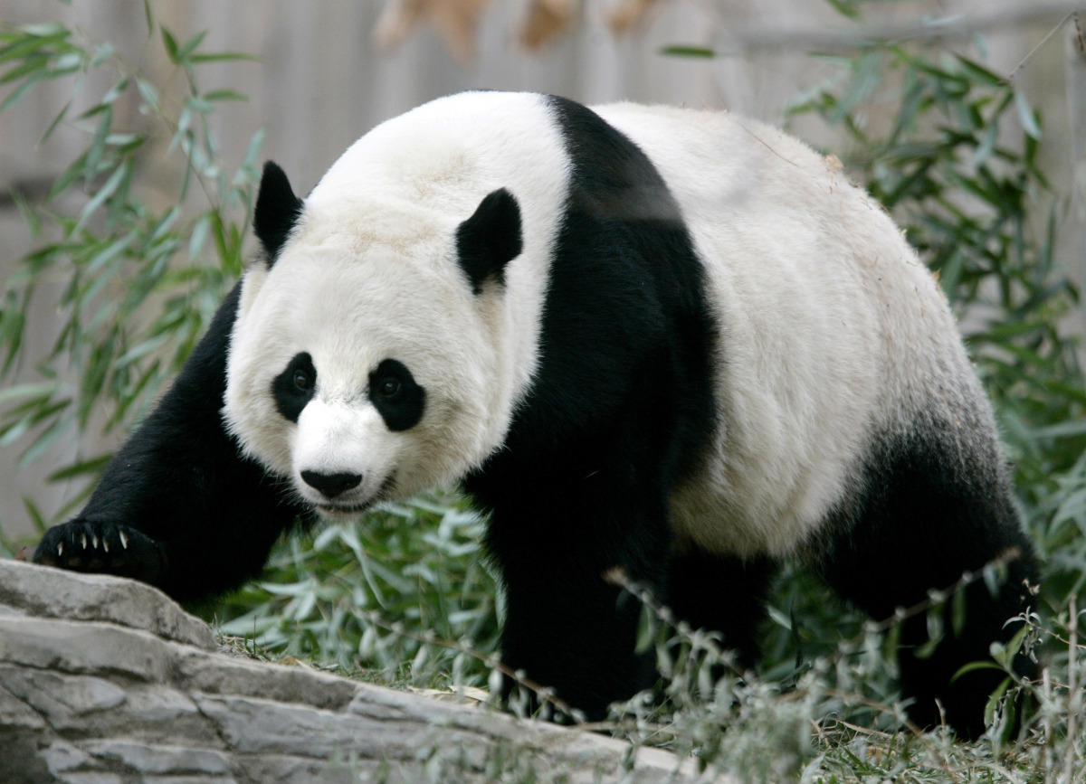 FILE PHOTO: Giant panda Mei Xiang walks in her outdoor enclosure at the National Zoo in Washington, November 29, 2005. REUTERS/Jason Reed/File Photo
