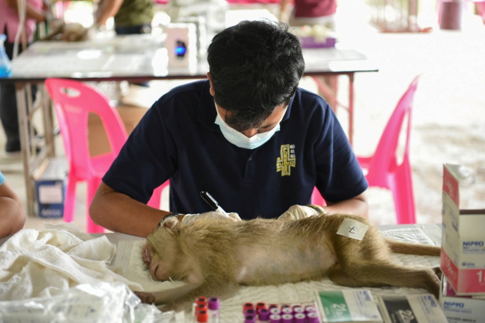 One of the rescued wild monkeys receives care at the animal field hospital in Nakhon Nayok, Thailand May 28, 2021. Thai Department of Natural Parks, Wildlife and Plant Conservation (PR DNP)/Handout via Reuters 