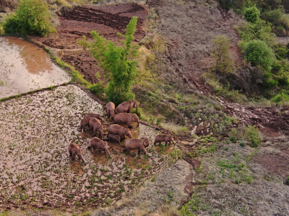 An aerial view shows wild Asian elephants grazing on a farm at a village in Jinning district of Kunming, Yunnan province, China June 6, 2021. A herd of 15 wild elephants has trekked hundreds of kilometres after leaving their forest habitat in Xishuangbann