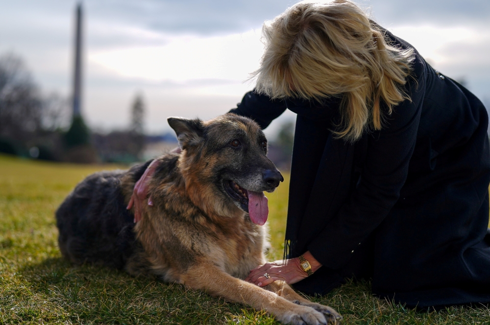 U.S. First Lady Jill Biden pets one of the family dogs, Champ, after his arrival from Delaware at the White House in Washington, U.S. January 24, 2021. Adam Schultz/White House/Handout via REUTERS