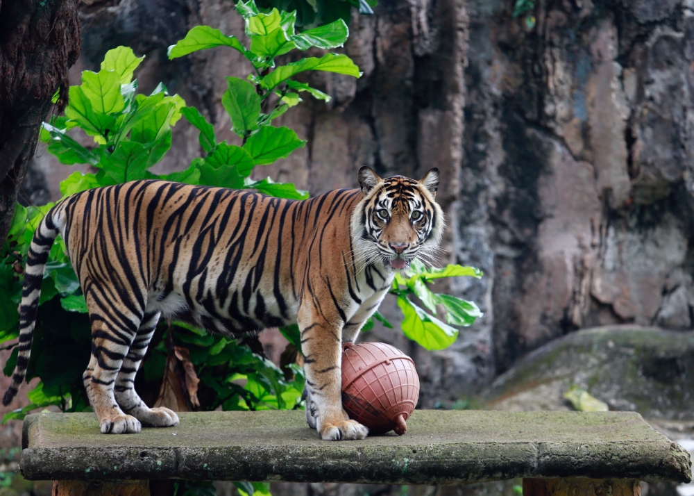 Tino, a 9-year-old tiger, recovers from coronavirus disease (COVID-19) after testing positive in mid-July, at Ragunan Zoo in Jakarta, Indonesia, August 1, 2021. REUTERS/Ajeng Dinar Ulfiana
