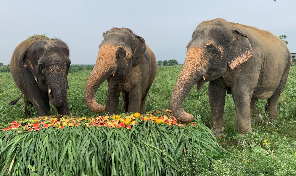Rescued elephants eat fuits and vegetables at the Wildlife SOS Elephant Conservation and Care Center, run by a non-governmental organisation, ahead of the World Elephant Day, in the northern town of Mathura, India, August 8, 2021. Picture taken August 8, 