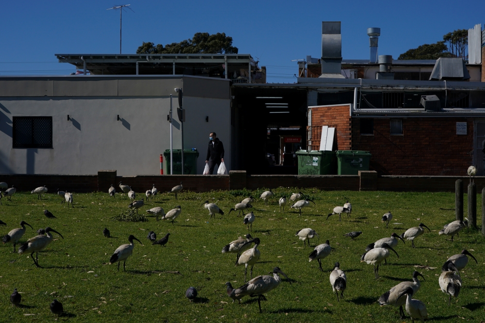 A man wearing a face mask and carrying shopping bags walks past congregating birds during a lockdown to curb the spread of a coronavirus disease (COVID-19) outbreak in the Canterbury-Bankstown local government area of southwest Sydney, Australia, August 4