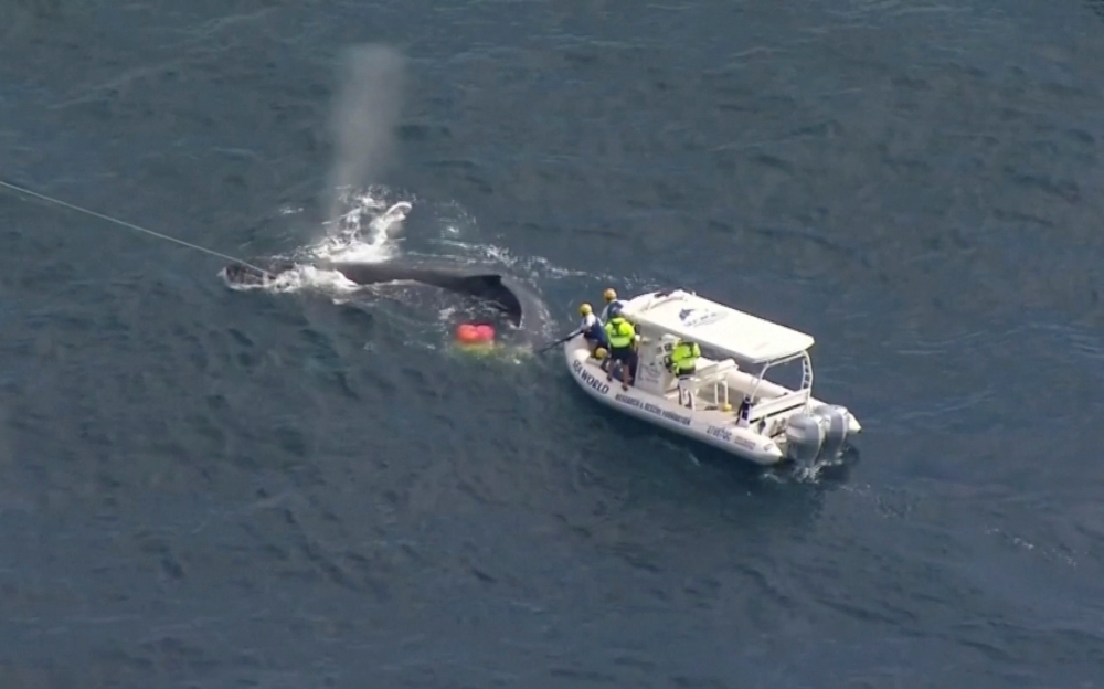 Seaworld Rescue crew work to free a whale tangled in shark nets off Queensland's Gold Coast, Australia August 11, 2021, in this screen grab taken from a video. Picture taken August 11, 2021. Nine Network/ via REUTERS