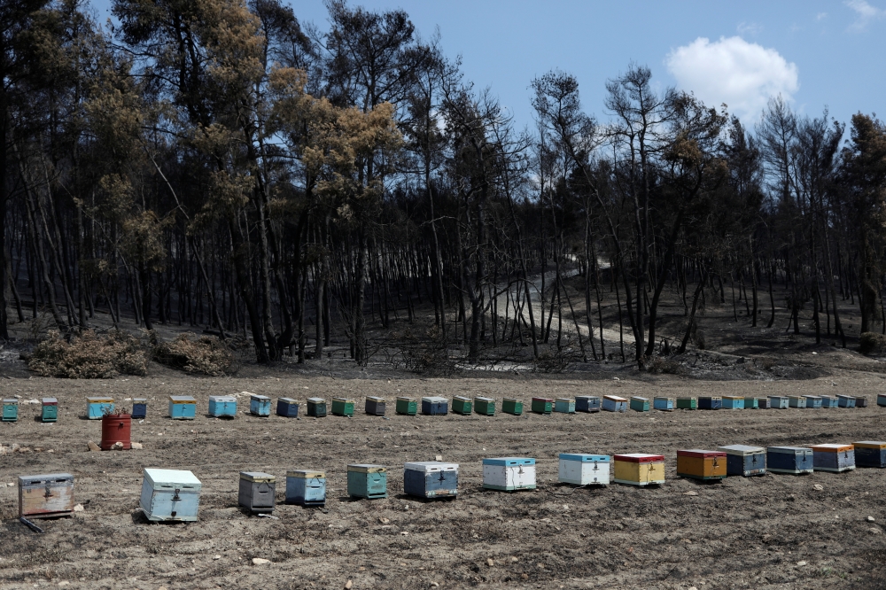 Beehives are seen in front of burnt trees, following a wildfire near the village of Rovies on the island of Evia, Greece, August 12, 2021. REUTERS/Stelios Misinas