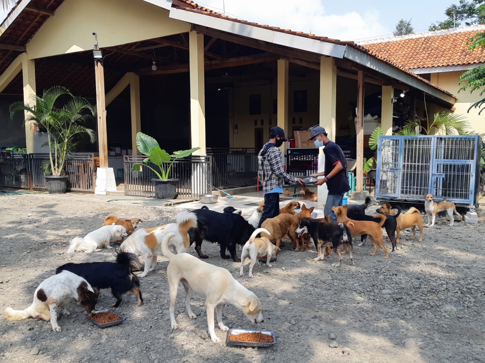 Volunteers of the Animal Defenders feed rescued dogs at their shelter in Parung, Bogor, West Java province, Indonesia, August 9, 2021. Picture taken August 9, 2021. REUTERS/Adi Kurniawan