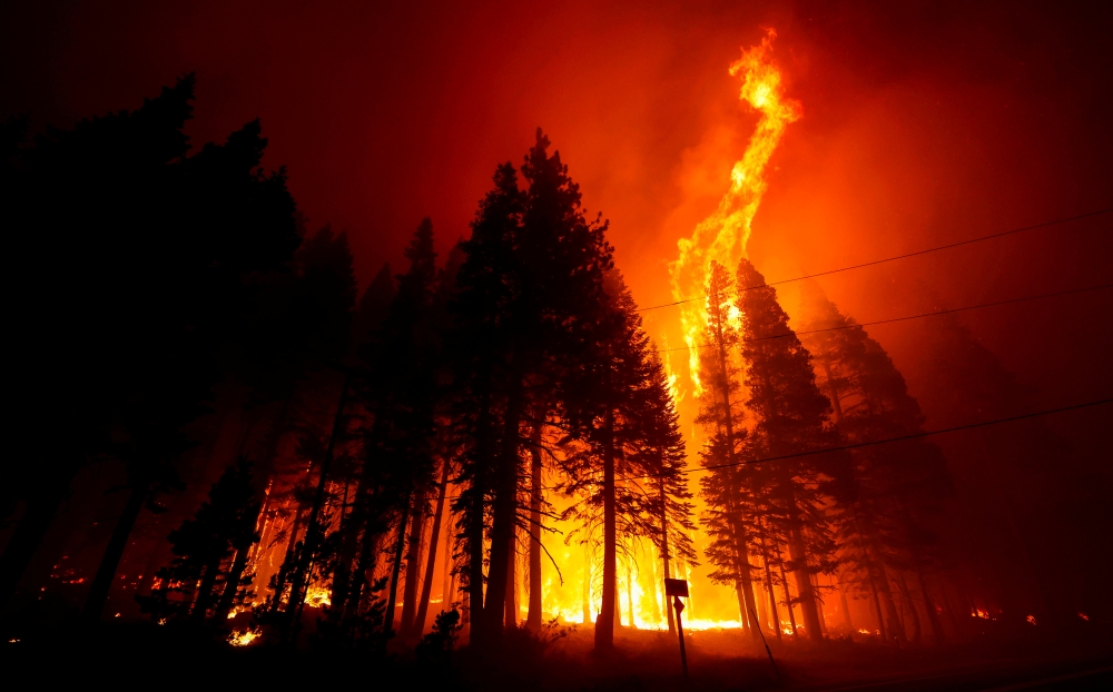 Flames leap above trees in the Caldor Fire near Phillips, California, U.S., August 29, 2021. REUTERS/Fred Greaves