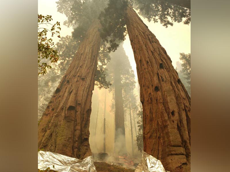 Twitter: Sequoia & Kings Cyn
