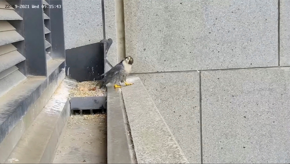 A falcon looks on after stepping away from its nest with eggs upon experiencing tremors from a magnitude 6.0 earthquake that struck near Melbourne, Victoria, Australia, September 22, 2021, in this still image from video obtained via social media. MIRVAC v