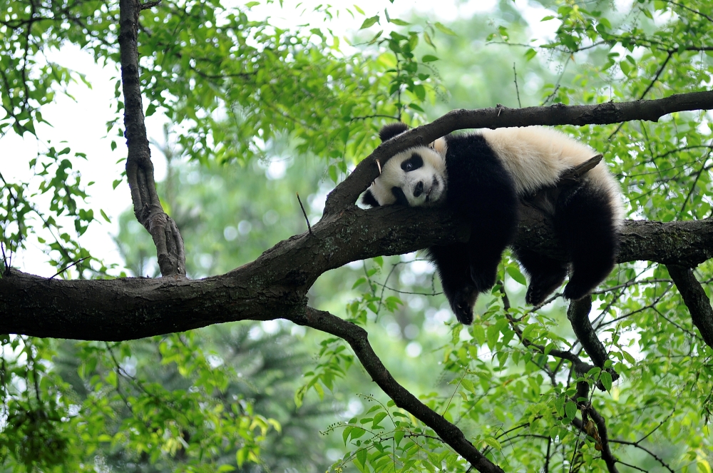 A giant panda rests on a tree 
