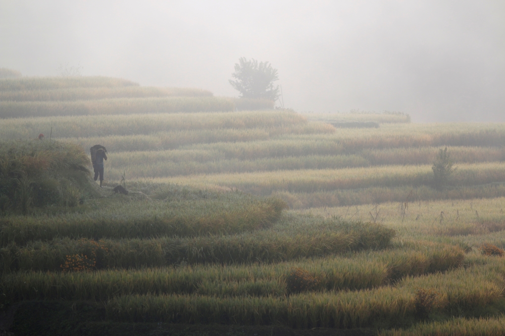  A man carrying a basket walks along the paddy fields early in the morning in Bhaktapur, Nepal, October 27, 2019. REUTERS/Monika Deupala/File Photo