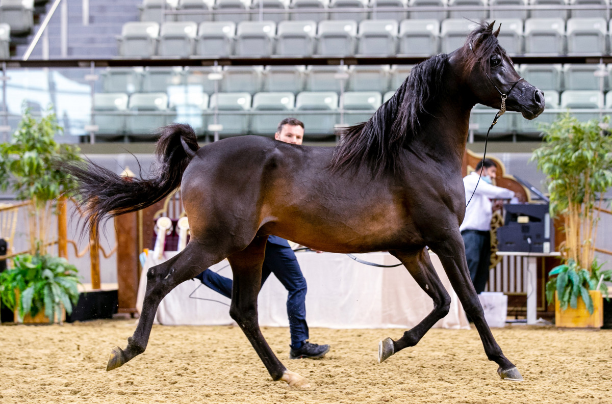 A file photo of a horse show event.
