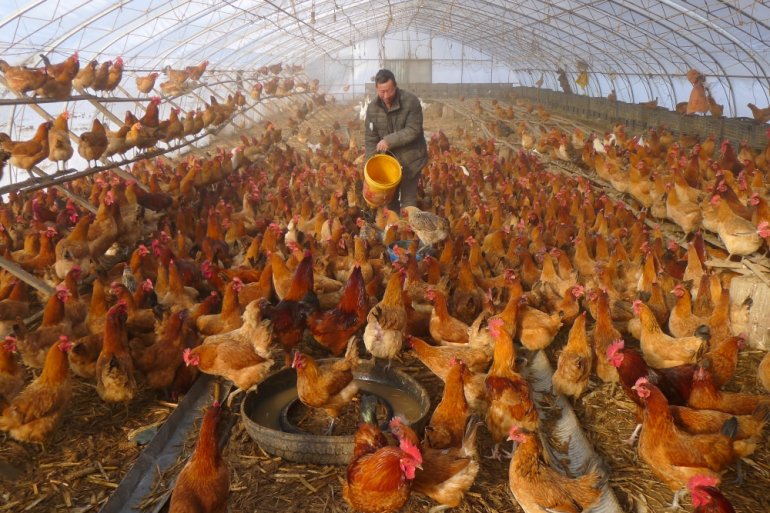 A man provides water for chickens inside a greenhouse at a farm in Heihe, Heilongjiang province, China November 17, 2019. REUTERS/Stringer
