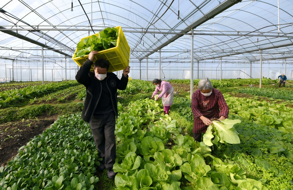 Farmers wearing face masks harvest vegetables at a farm following an outbreak of the novel coronavirus in the country, in Xianju county, Zhejiang province, China February 9, 2020. Picture taken February 9, 2020. China Daily via REUTERS