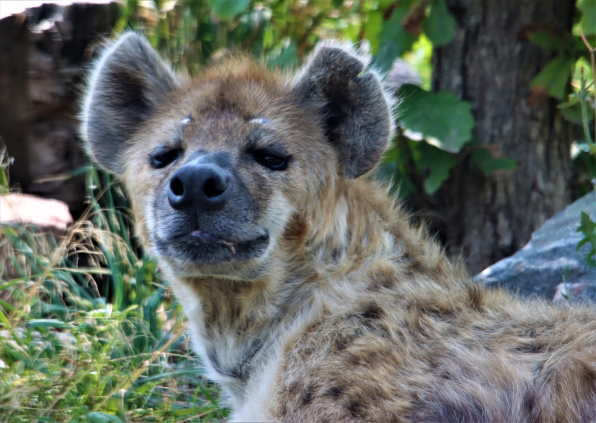 Pic: Twitter / Denver Zoo 