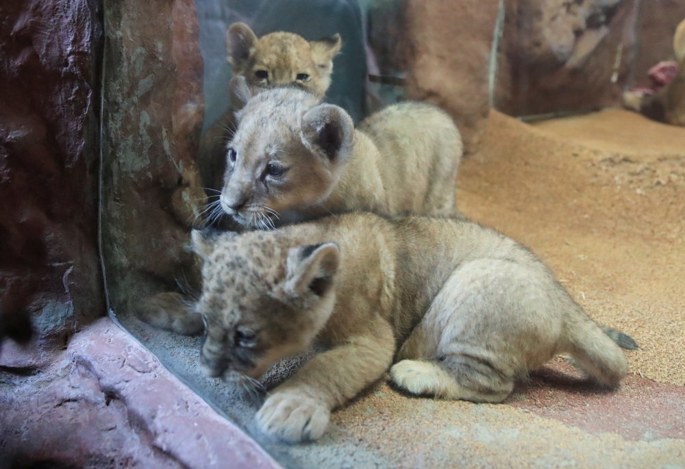 Five-weeks old African triplet lions Maleika, Jamila and Kumani play behind a window during their official presentation to the public at Gelsenkirchen's zoo 
