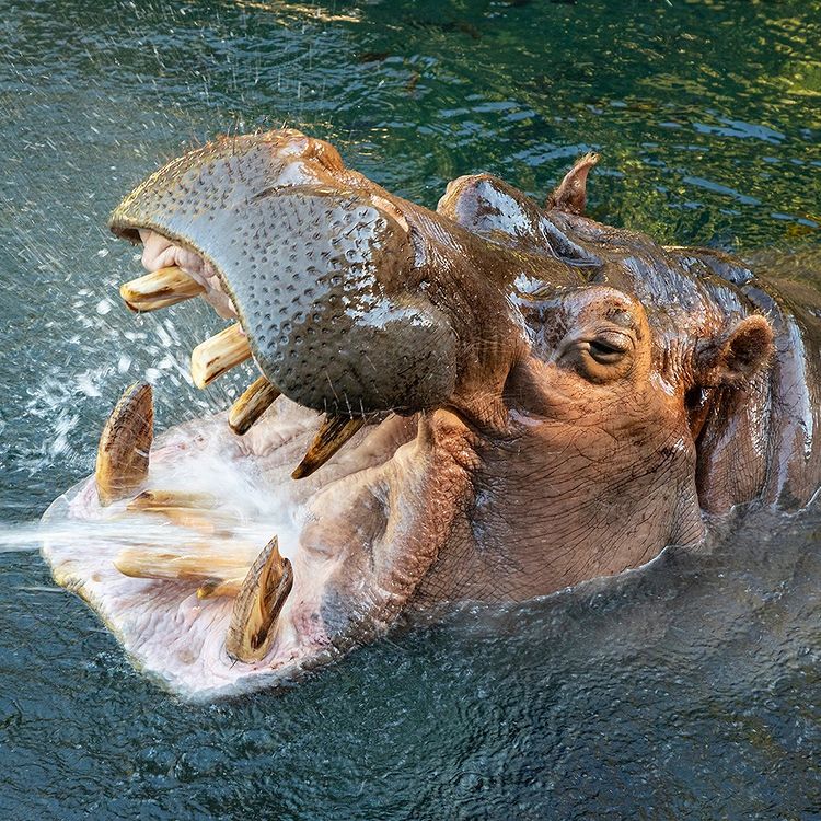 Instagram: San Diego Zoo
