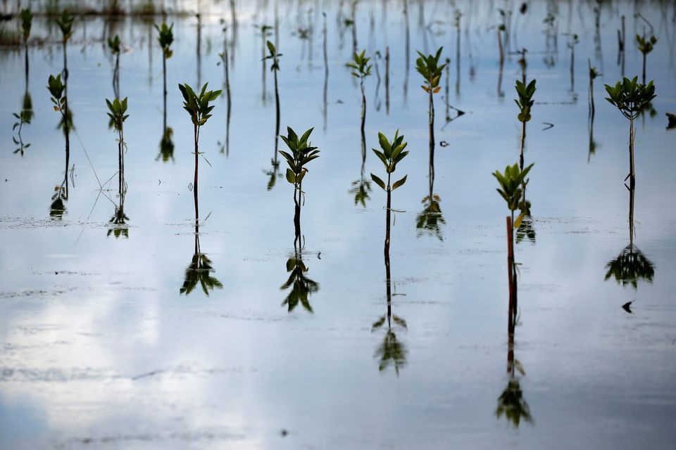 Newly planted mangrove trees are seen in Bebatu, a remote area near Tarakan, North Kalimantan province, Indonesia, October 19, 2021. REUTERS/Willy Kurniawan