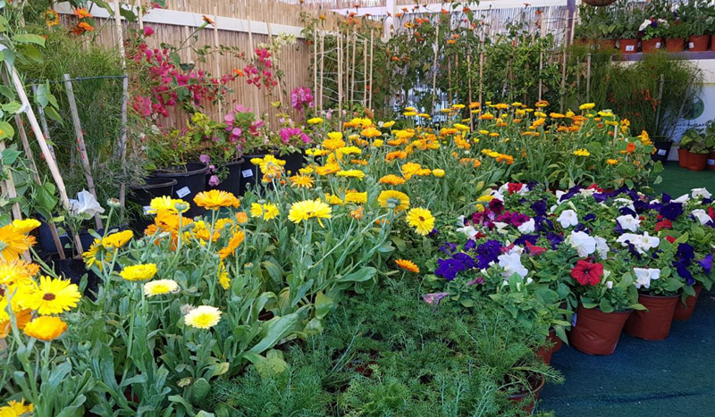 File photo by Abdul Basit © The Peninsula