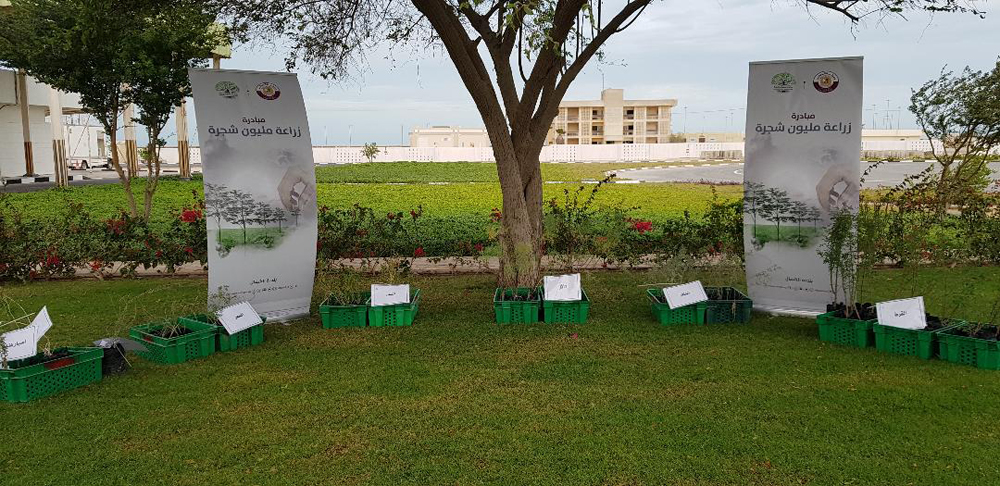 Seedlings of wild trees set ready for distribution by Al Shamal Municipality.