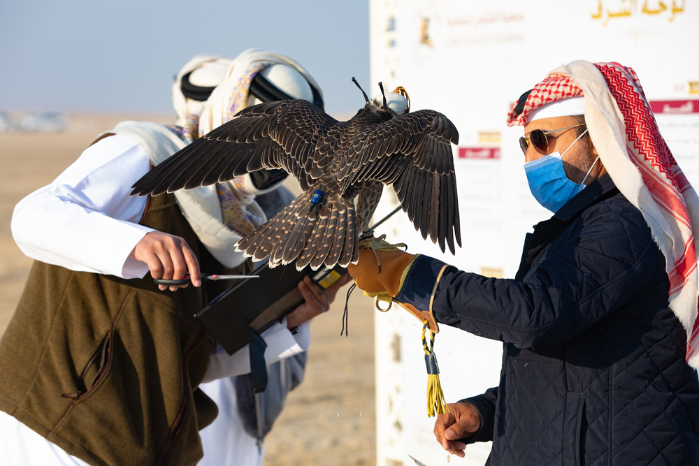 Participants at the 13th Qatar International Falconry & Hunting Festival (Marmi), which continues until January 29, 2022, in Sealine area near Mesaieed.