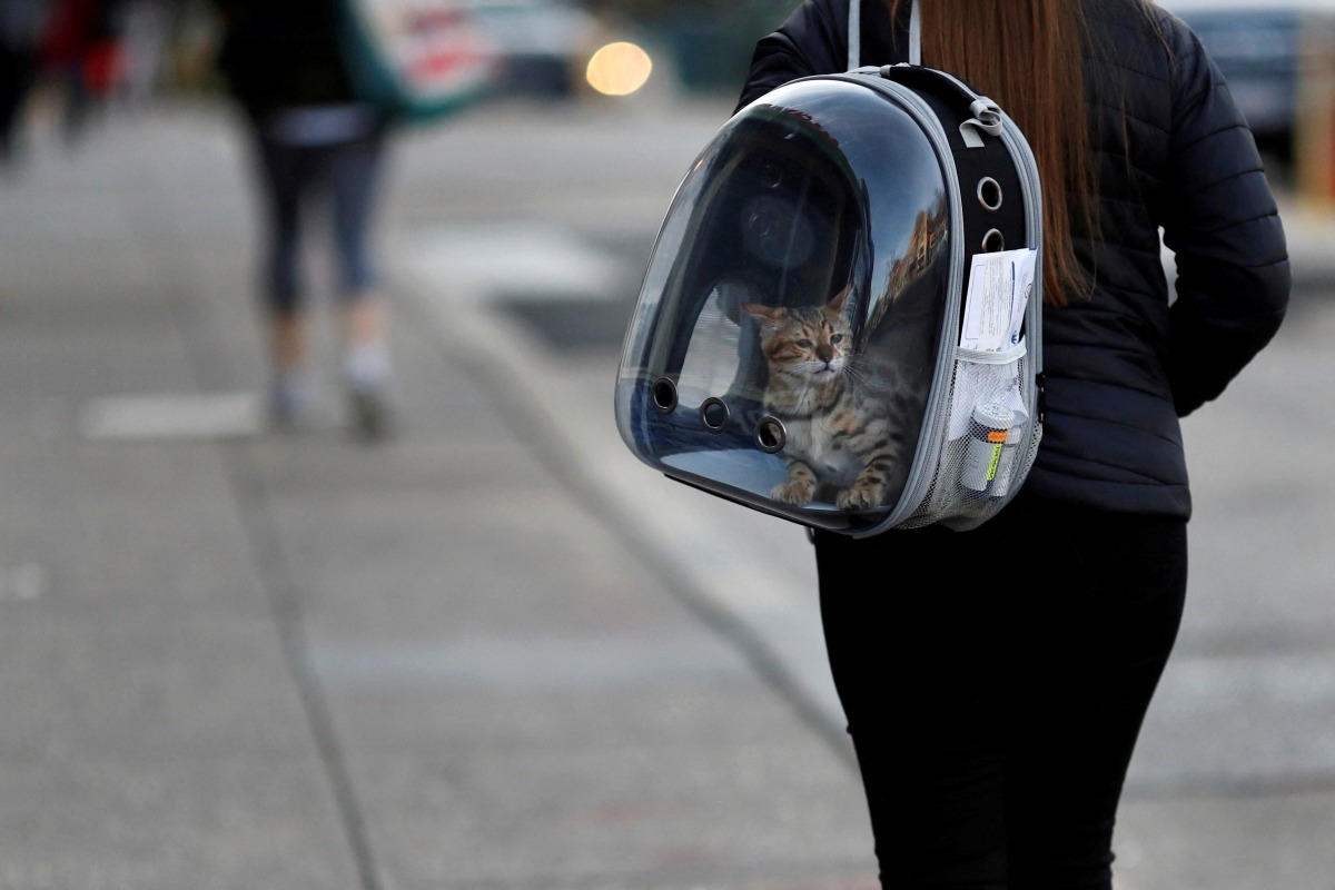 FILE PHOTO: A woman carries her pet cat inside of a backpack as she walks along a street in downtown Washington, U.S., March 11, 2020. REUTERS/Carlos Barria/File Photo/File Photo
