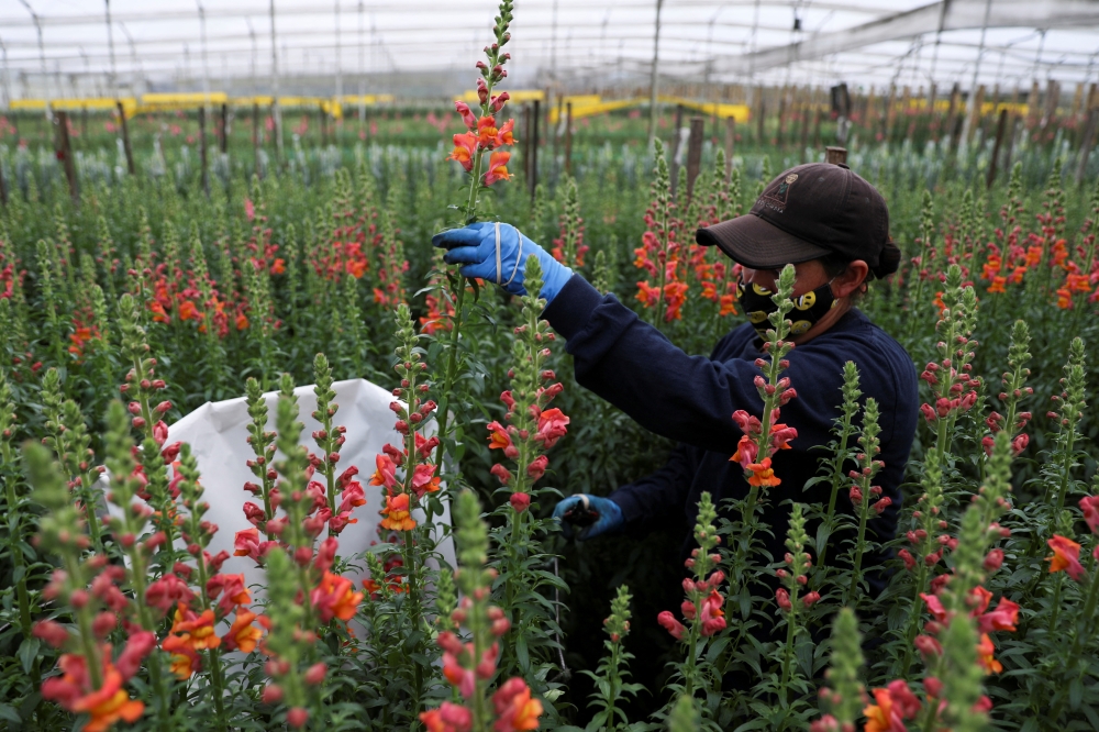 An employee cuts flowers inside a greenhouse, ahead of Valentine's Day, at the Plazoleta Flowers farm, in El Rosal, Colombia January 19, 2022. Picture taken January 19, 2022. REUTERS/Luisa Gonzalez