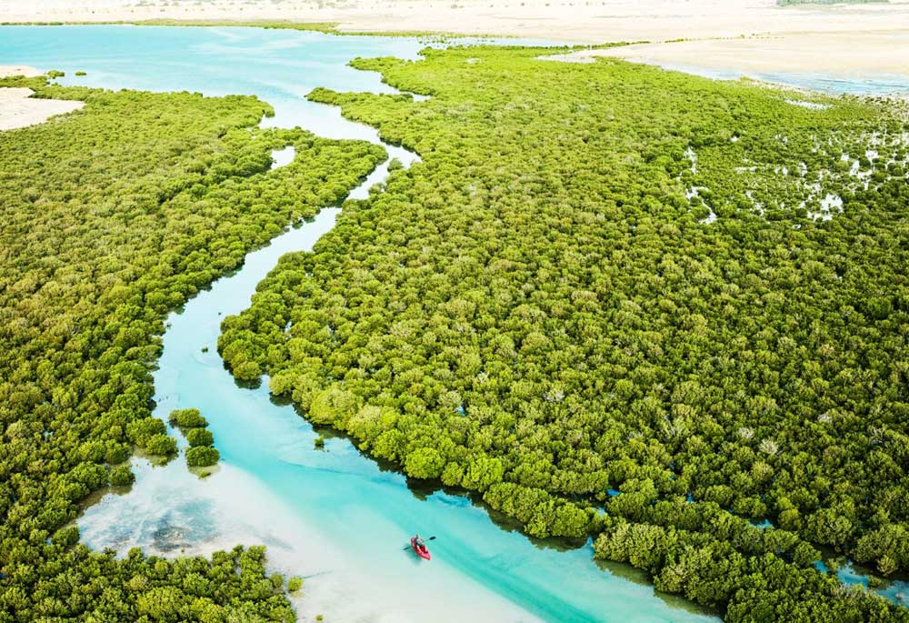 Al Thakira mangroves forest is a popular place for kayaking along with nature. Pic: Visit Qatar