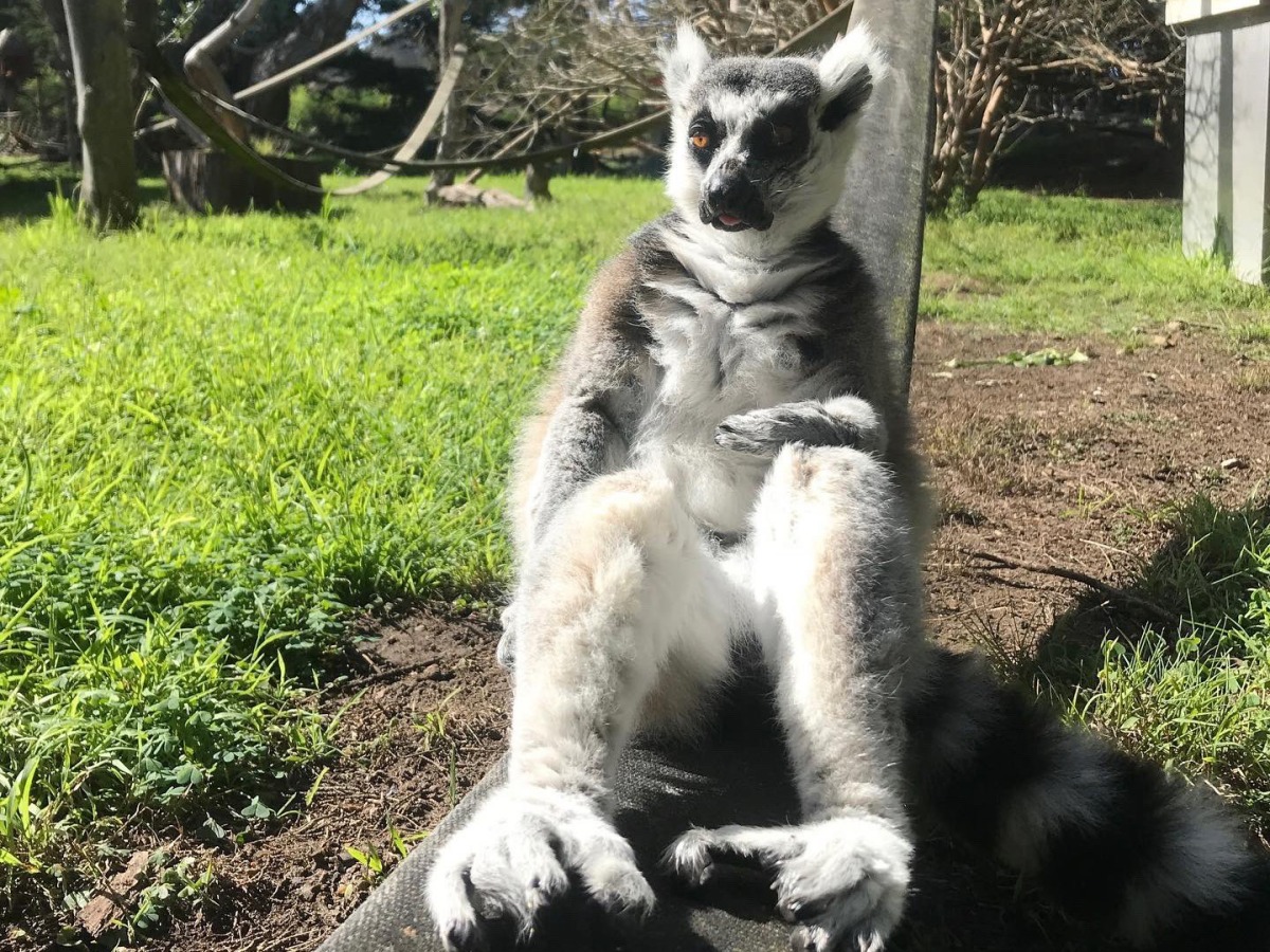 Twitter / San Francisco Zoo