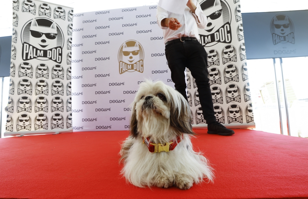 The 75th Cannes Film Festival - The Palm Dog Awards - Cannes, France, May 27, 2022. Dog named Paillette is seen after receiving a prize during the Palm Dog ceremony. REUTERS/Eric Gaillard