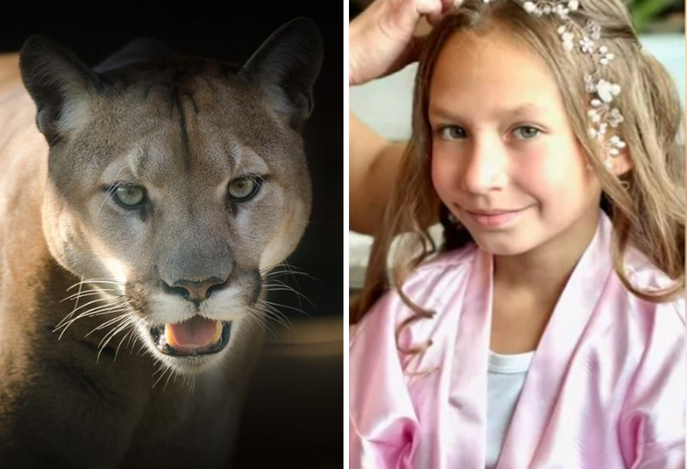 Representational photo of cougar alongside the photo of the nine-year-old girl 