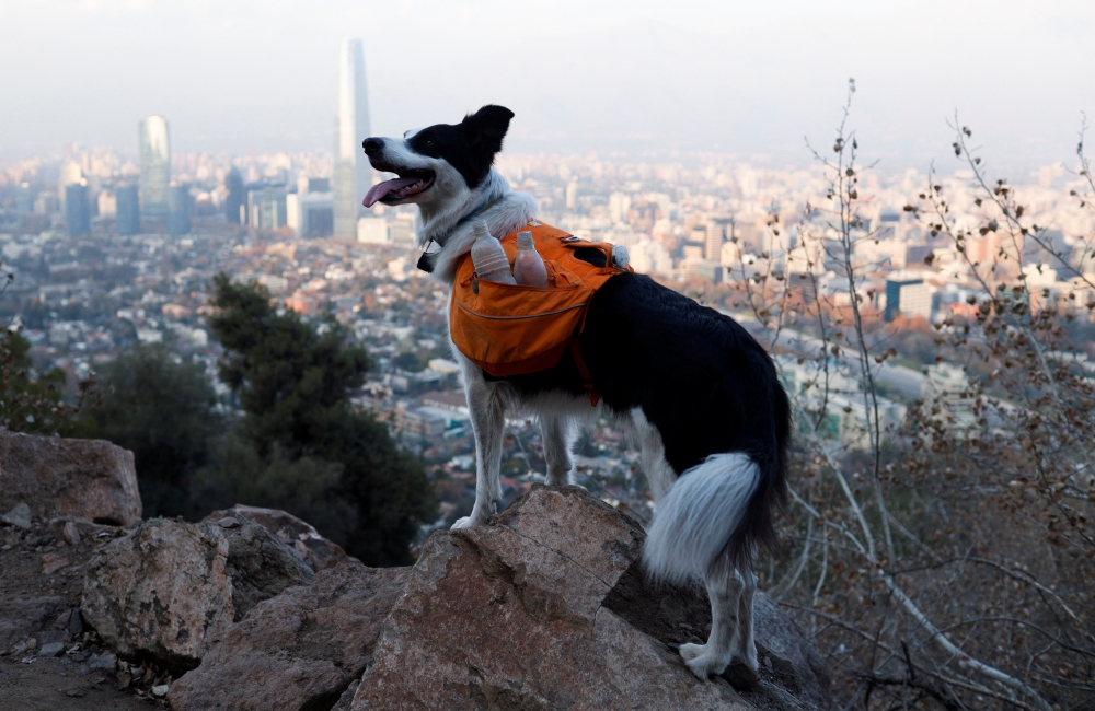 A dog Border Collie named Sam, is pictured as it searches garbage for keeping clean the metropolitan park (Parquemet) in Santiago, Chile May 31, 2022. Reuters/Sofia Yanjari 